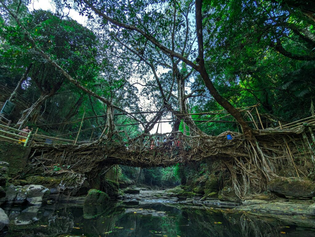 Meghalaya Tour Package Stunning living root bridge made by nature surrounded by dense forest in Riwai, Meghalaya, India.